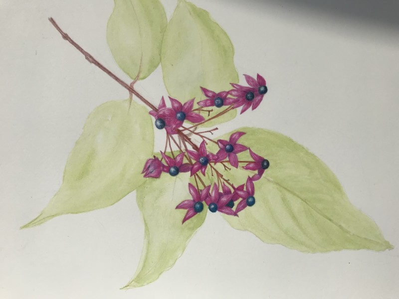 clerodendron-lagou-raxi-greece