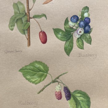 summer-berries-at-hollengold-farm
