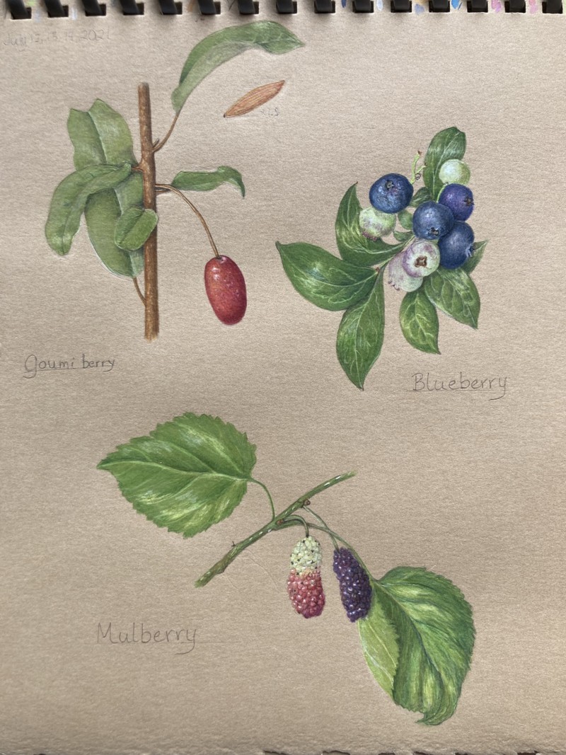 summer-berries-at-hollengold-farm