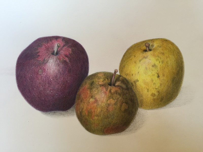 farmers-market-apples