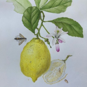 garden-of-lemons-andalucia