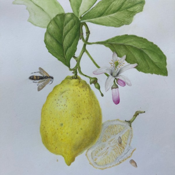 Garden of Lemons, Andalucia
