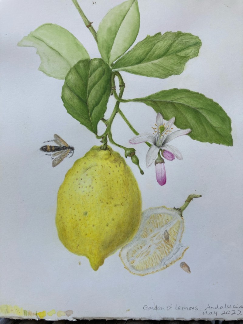 garden-of-lemons-andalucia
