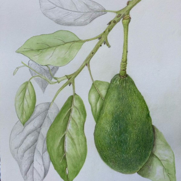Avocado Direct From the Tree WIP