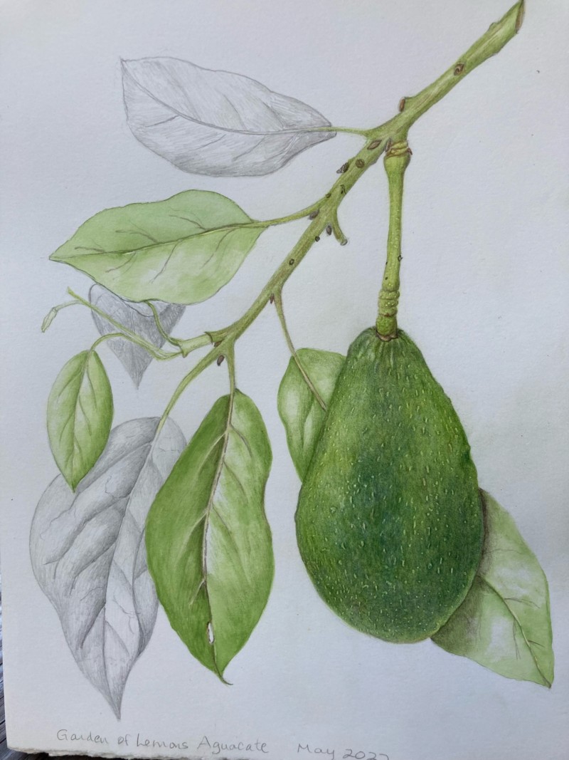avocado-direct-from-the-tree-wip
