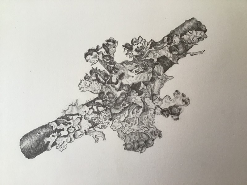 lichen-platismatia-tuckermanii-graphite-study