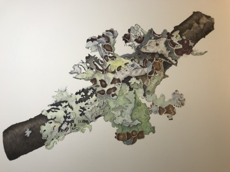 lichen-platismatia-tuckermanii-watercolor