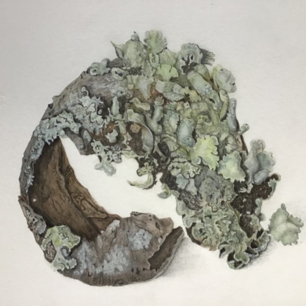 Lichen: Flavoparmelia caperata (color pencil, WC pencil and gouache)