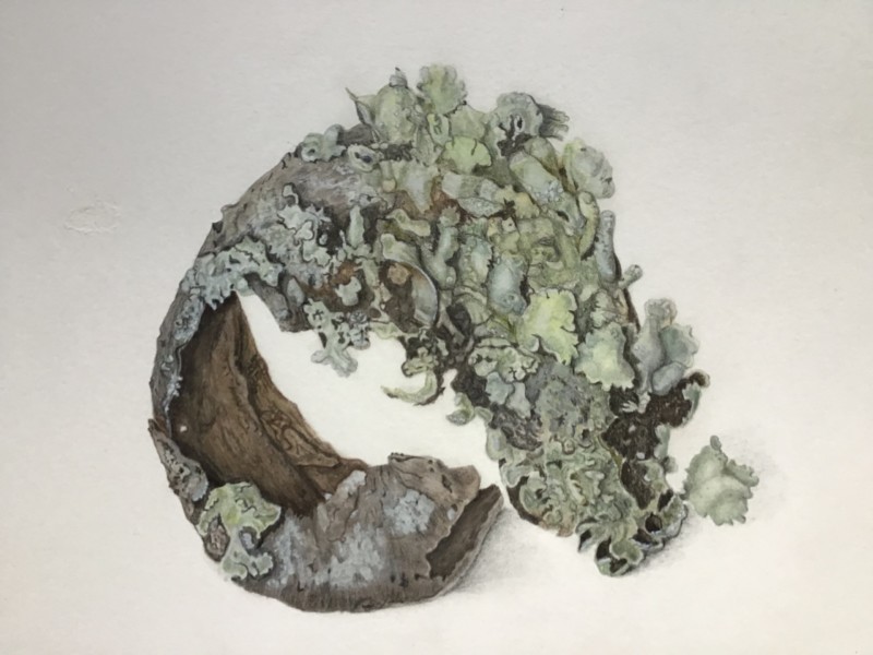 lichen-flavoparmelia-caperata-color-pencil-wc-pencil-and-gouache