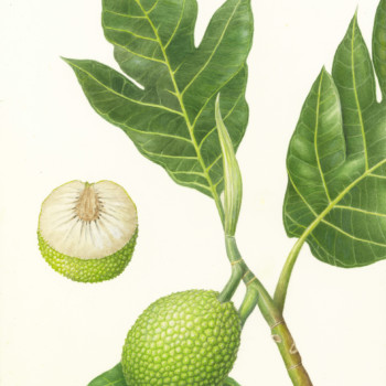 breadfruit-plant-started-at-wendys-hawaii-retreat-8-years-ago-and-finished-during-the-covid-19-pandemic