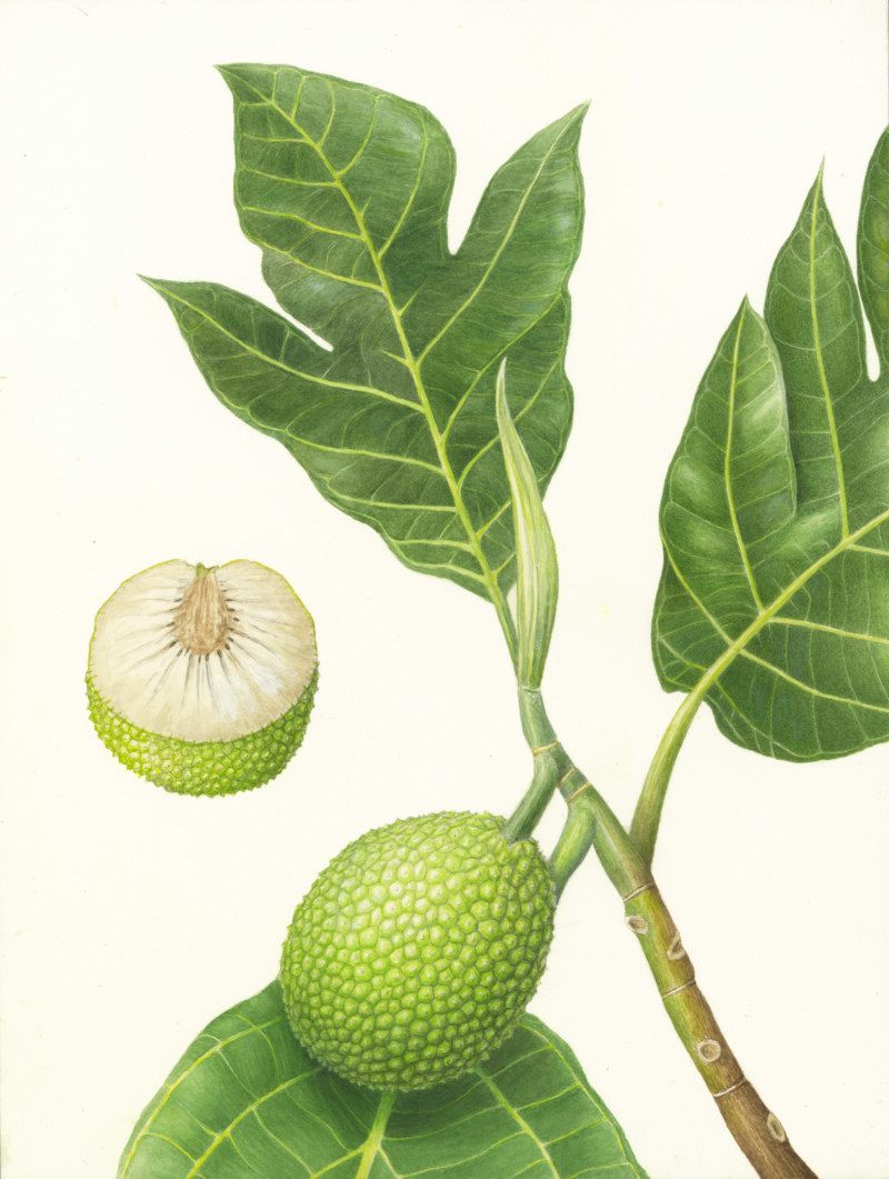 breadfruit-plant-started-at-wendys-hawaii-retreat-8-years-ago-and-finished-during-the-covid-19-pandemic