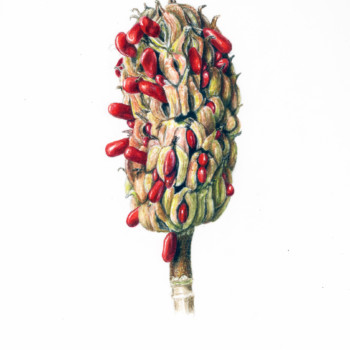 magnolia-pod-with-red-seeds-at-wendys-botanical-retreat-lafkos-greece-2019