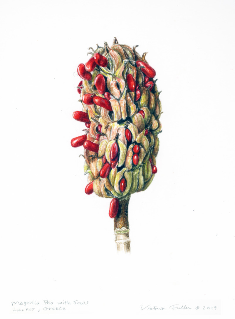 magnolia-pod-with-red-seeds-at-wendys-botanical-retreat-lafkos-greece-2019
