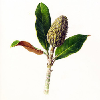 magnolia-pod-and-leaves-at-wendys-lafkos-greece-retreat-2019