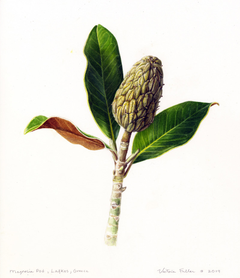 magnolia-pod-and-leaves-at-wendys-lafkos-greece-retreat-2019