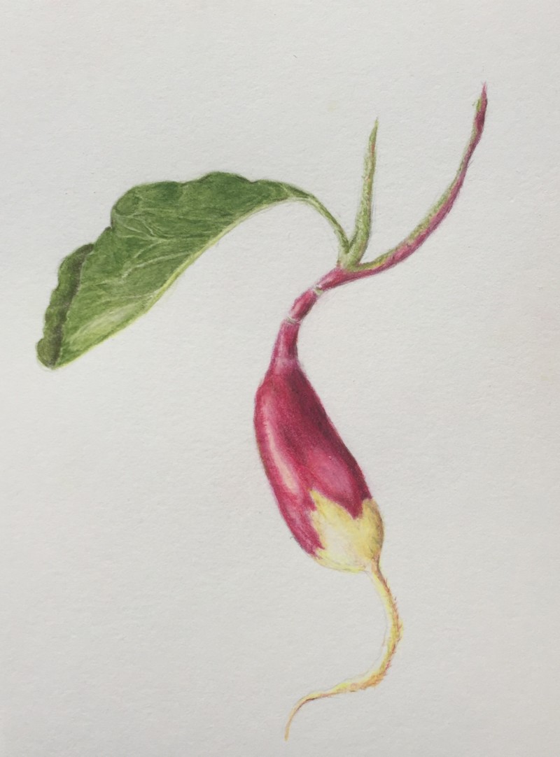 baby-radish