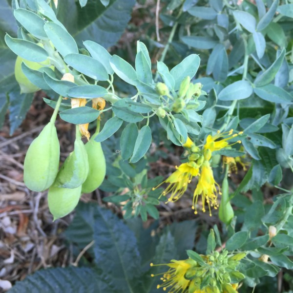 Bladder Flowers