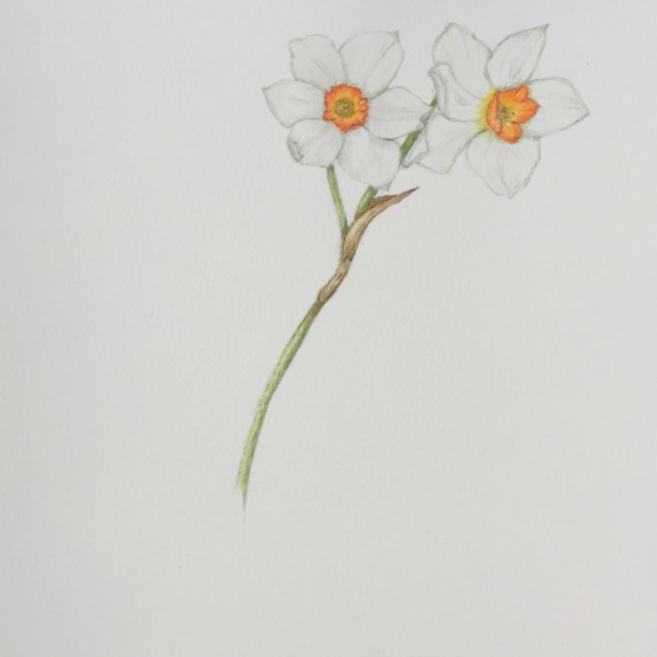 Narcissus