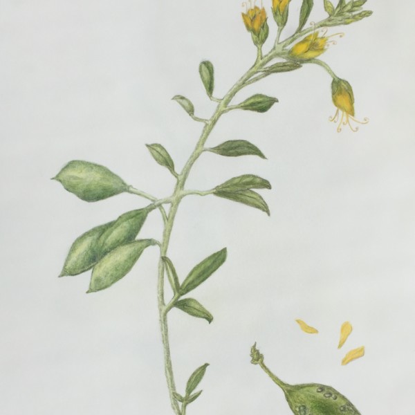 bladder flower update