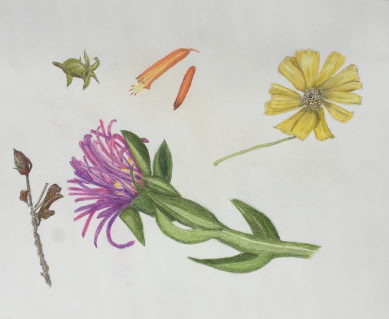 cactus-flower-and-miscellaneous