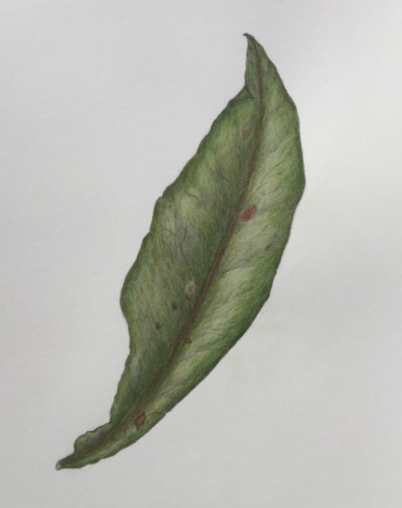 leaf-8