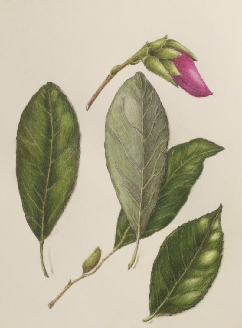 leaves-and-magnolia-bud
