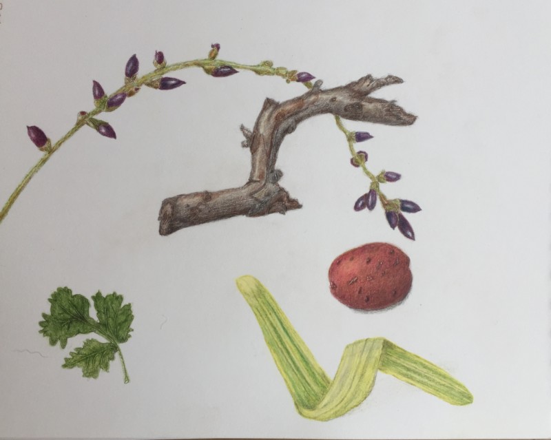 potato-parsley-branches