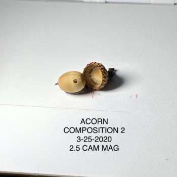 wh-lesson-2-photo-acorn