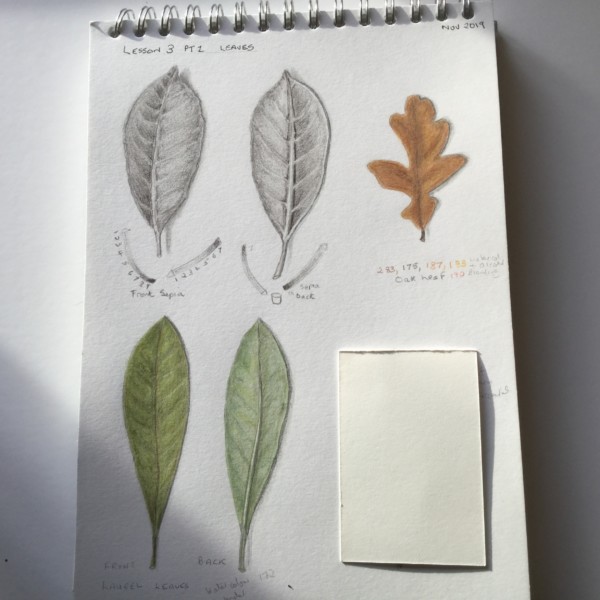 lesson 3 drawing leaves