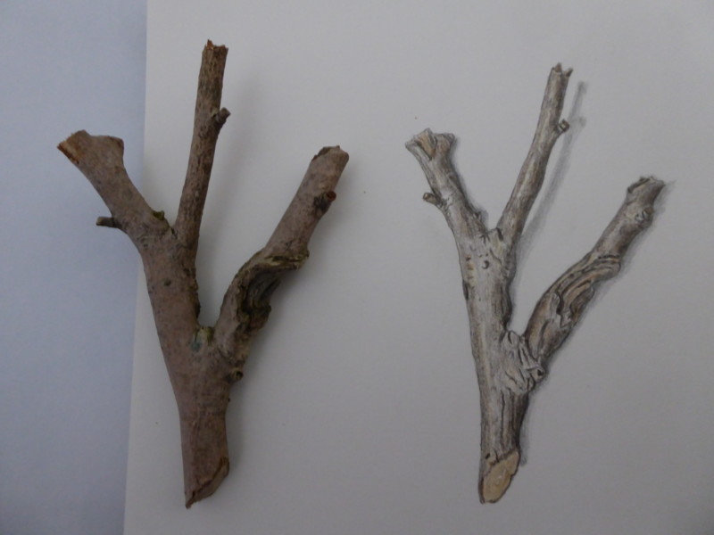 textured-magnolia-twig