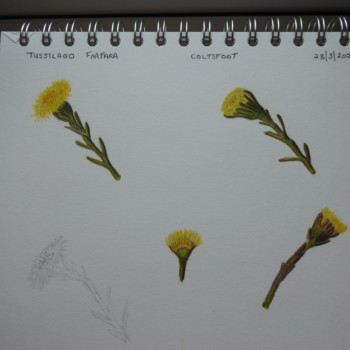 study-page-of-coltsfoot-with-more-shading-added
