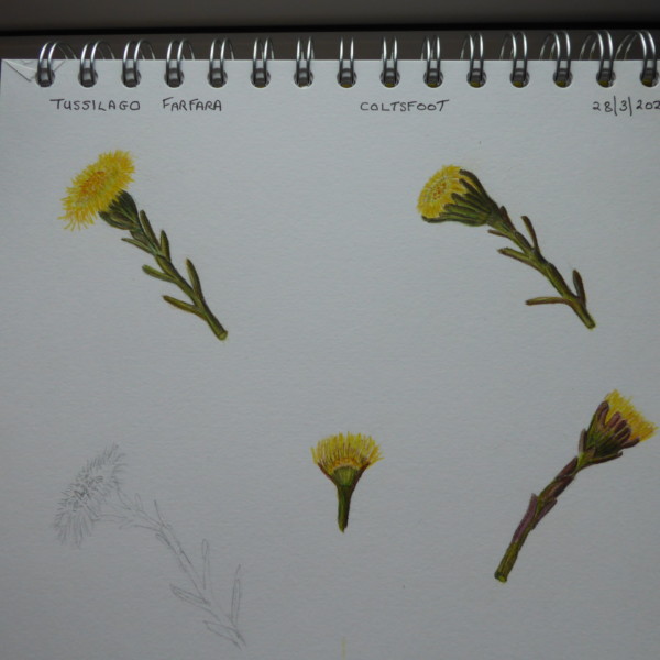 study page of coltsfoot with more shading added.