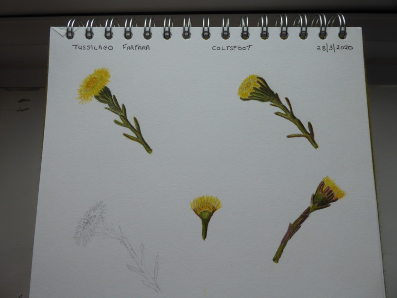 study-page-of-coltsfoot-with-more-shading-added