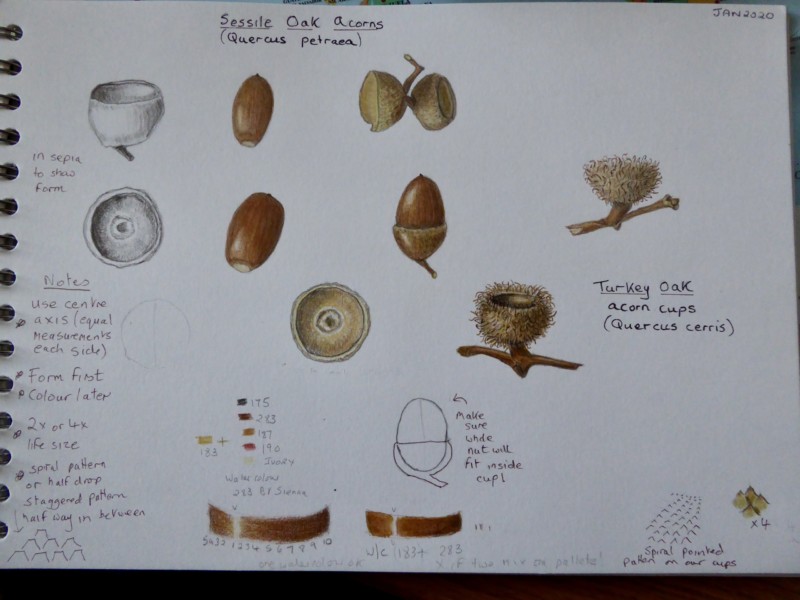 acorns-5
