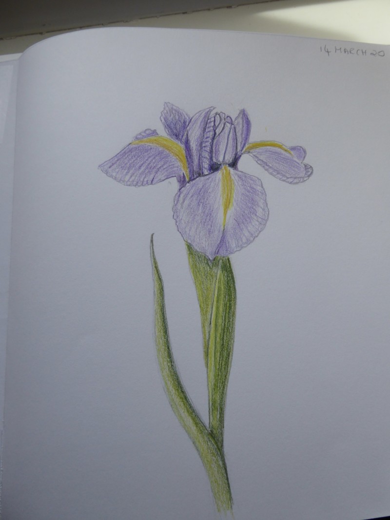 dutch-iris