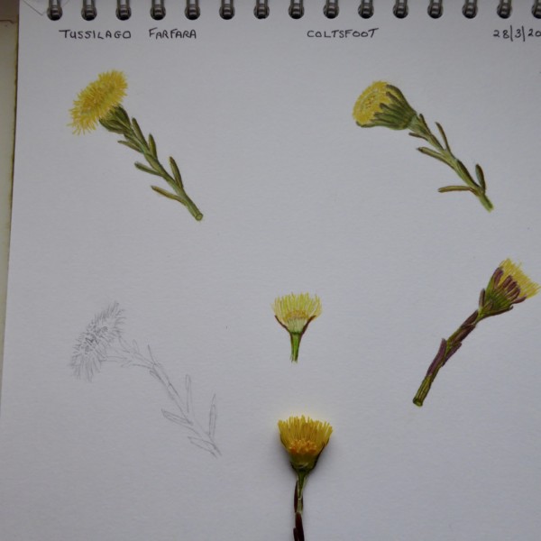 Study page of Coltsfoot