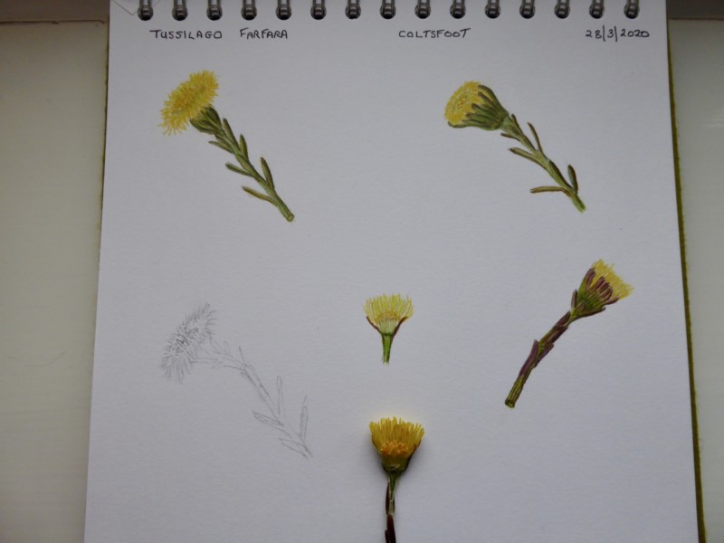 study-page-of-coltsfoot