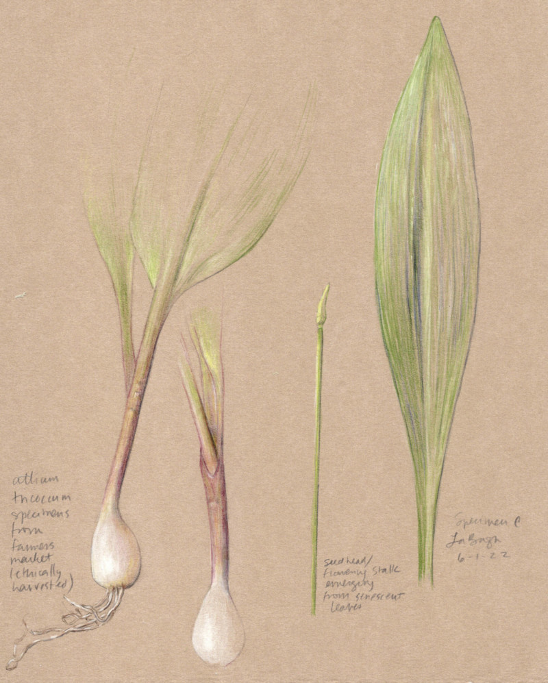 allium-tricoccum