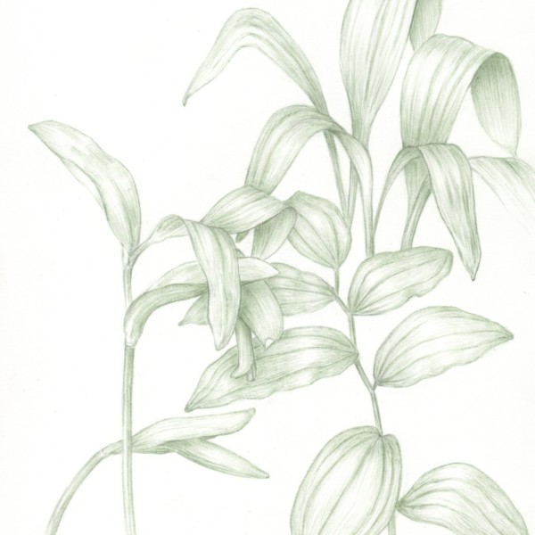 May monocots