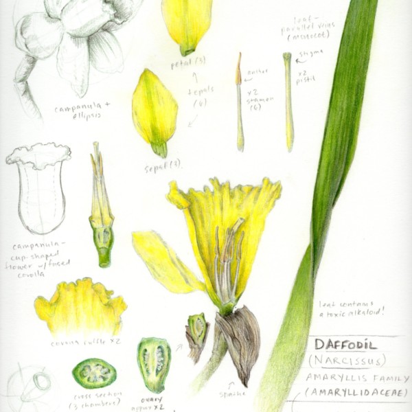 Daffodil study page
