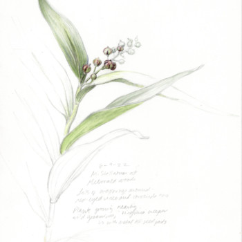 maianthemum-stellatum-field-study