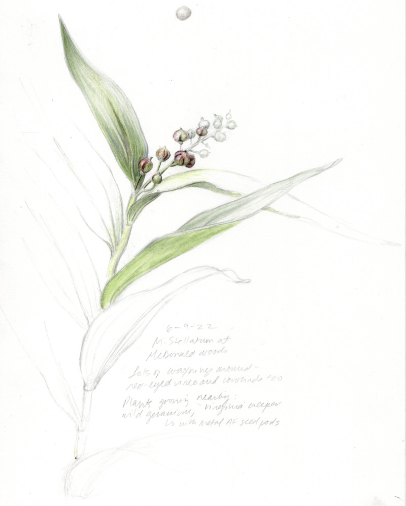 maianthemum-stellatum-field-study