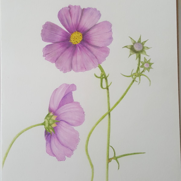 Cosmos from Maggie and Greg's amazing cottage garden. 
