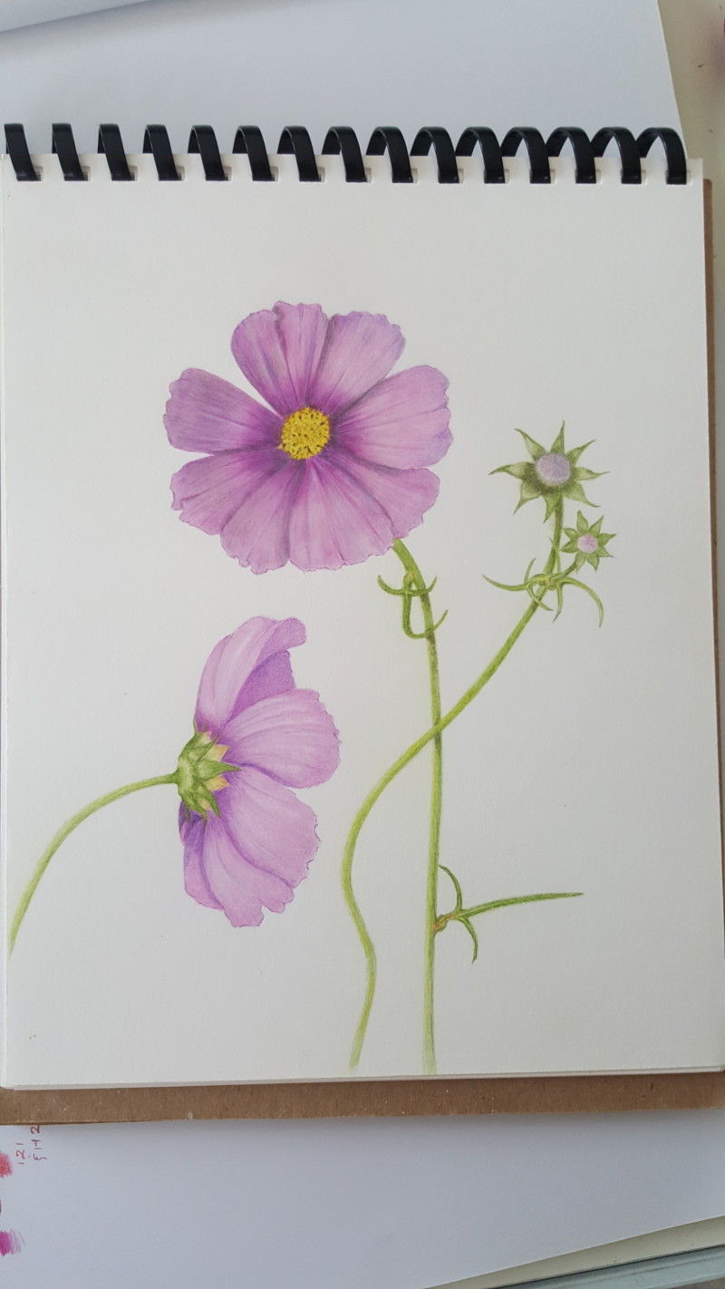 cosmos-from-maggie-and-gregs-amazing-cottage-garden