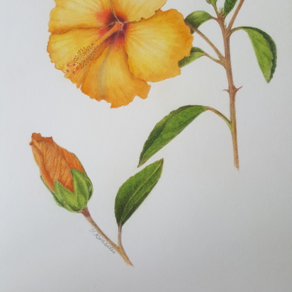 Hibiscus 3rd Attempt