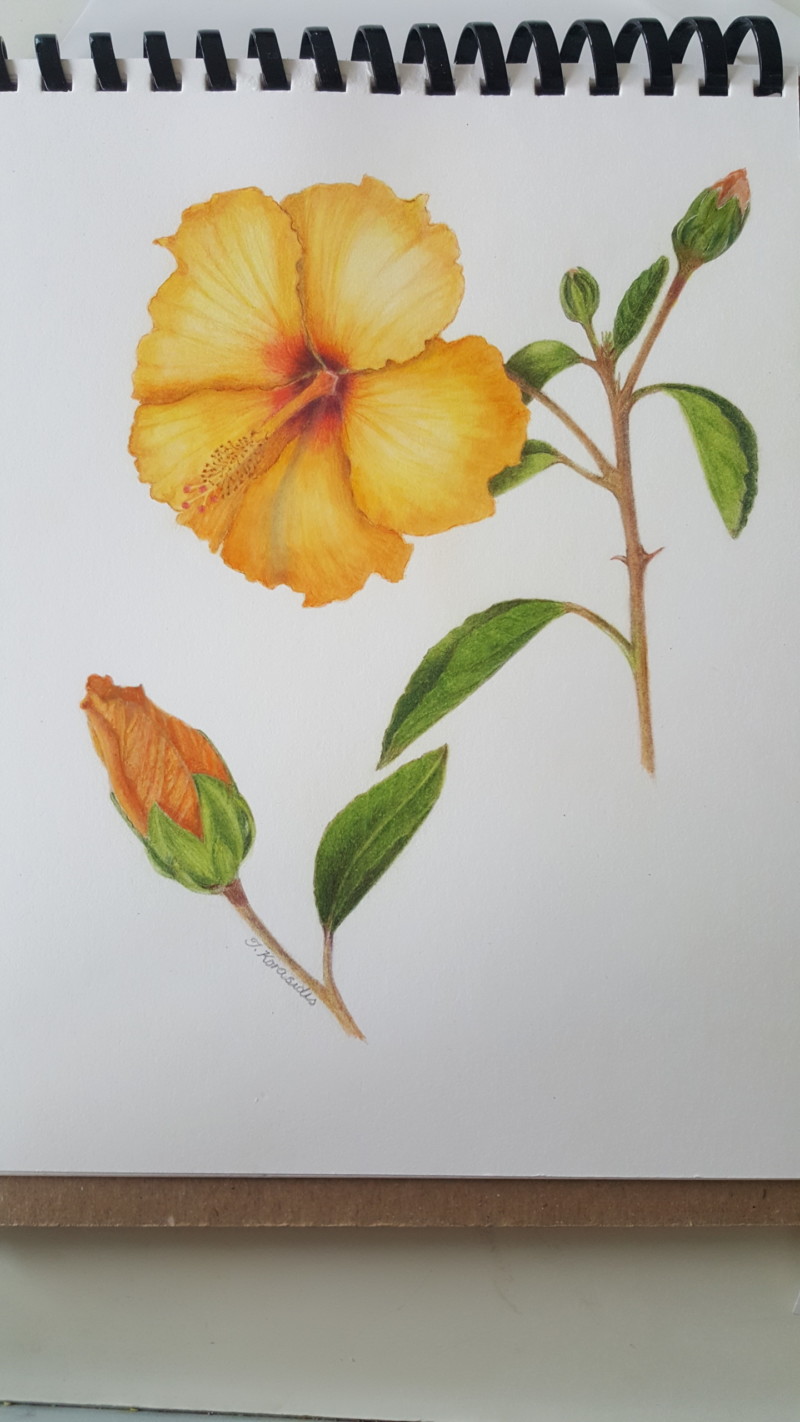 hibiscus-3rd-attempt