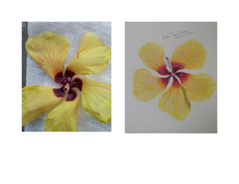 applying-pattern-to-a-petal
