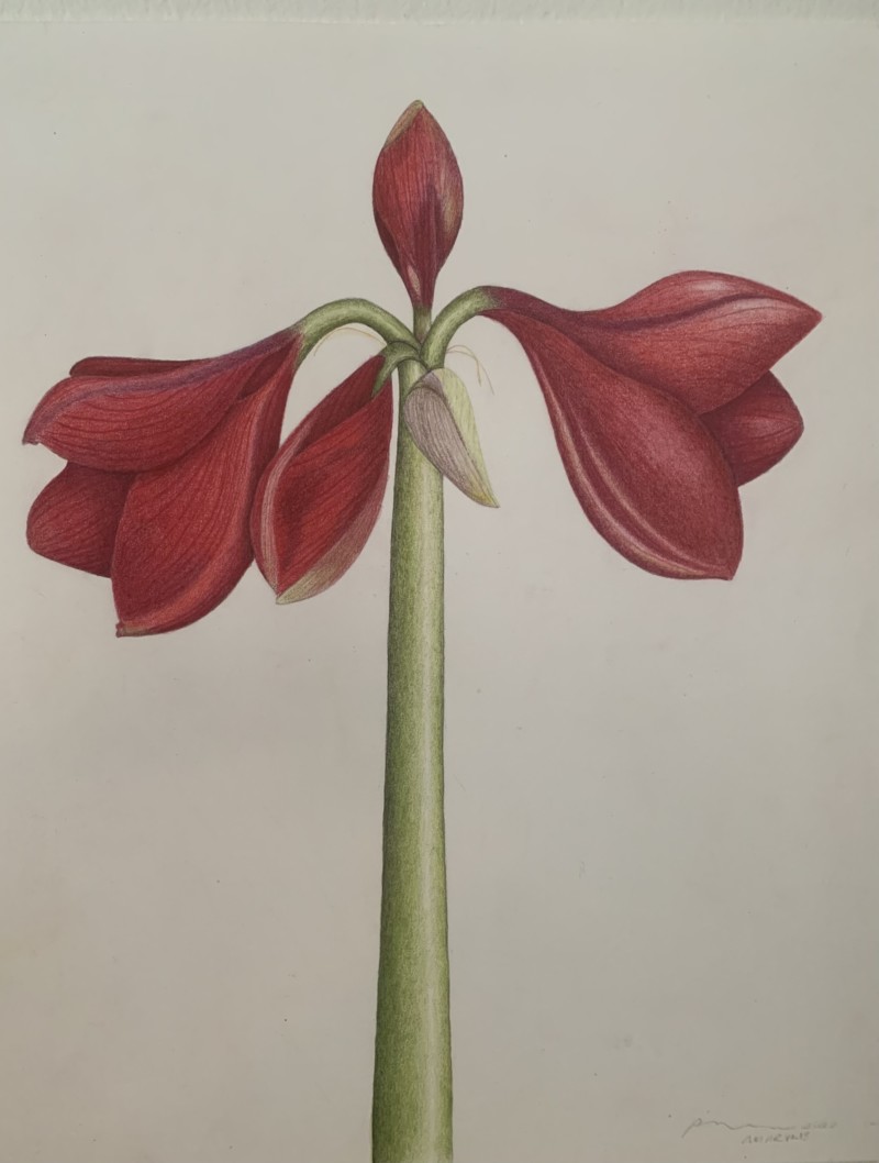 f55d7ebd-27c8-4068-b752-amaryllisf564c97abf84