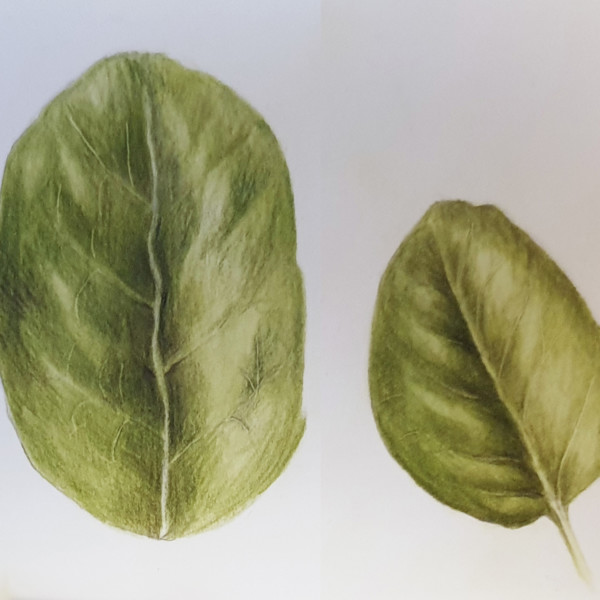 leaf practice3