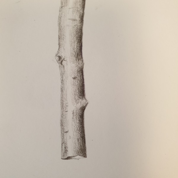lesson 9 cylinder becomes a branch